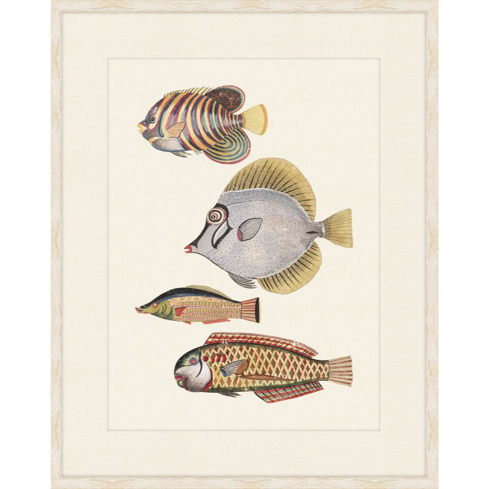 Antique natural history print of striped and patterned tropical fish after Louis Renard