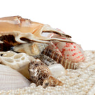 White Shell Box, Set of 2, front view - Starboard Lane