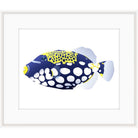 Graphic illustration of an indigo clown triggerfish with white spots on a white background