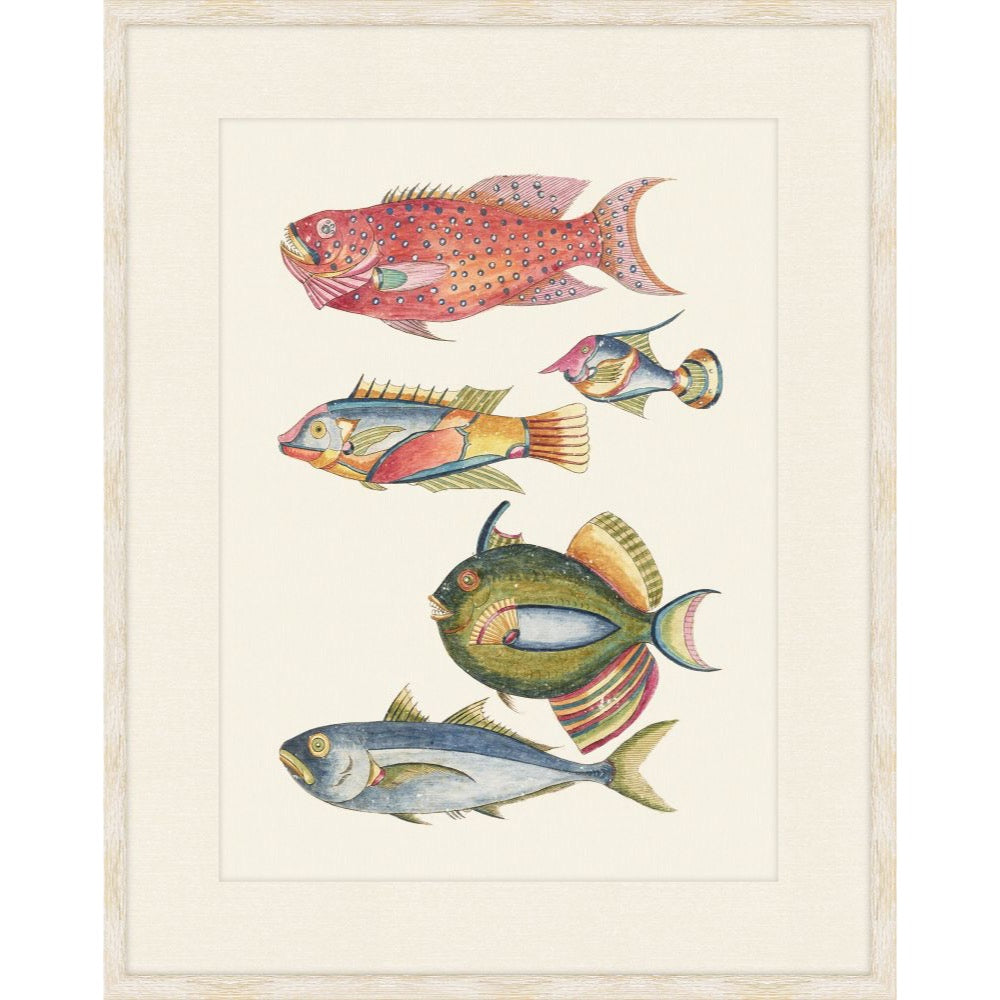 Antique natural history print of red, green, and blue tropical fish after Louis Renard
